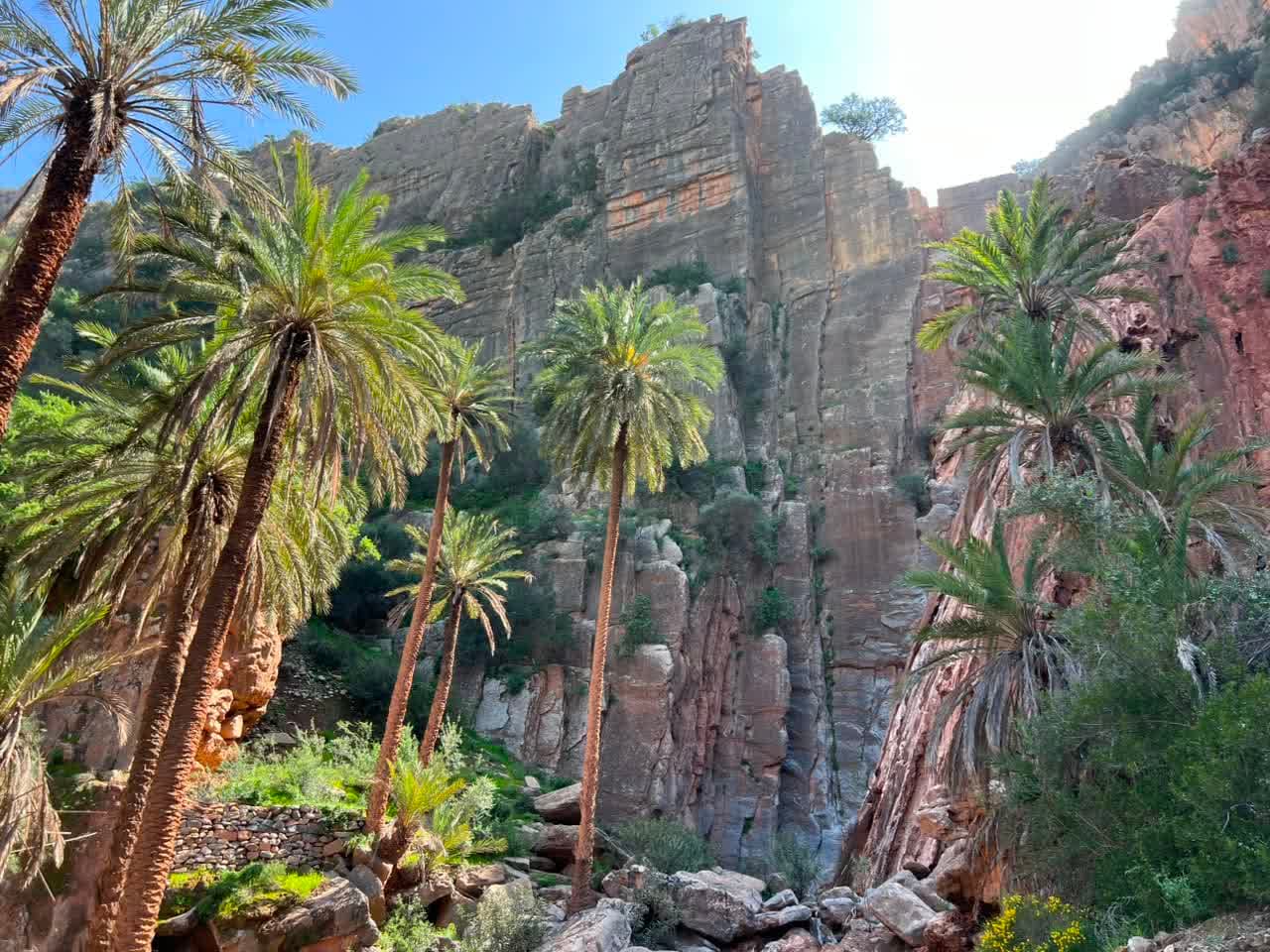 Palms in the canyon at Ait Lahcen